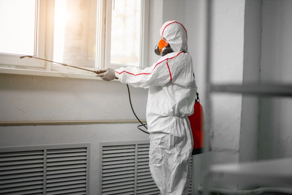 Professional mold remediation services in Albany, MN